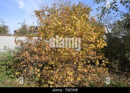 Viburnum Baum im Herbst, gelbe Blätter am Baum. Viburnum Baum im Herbst, gelbe Blätter am Baum. Stockfoto