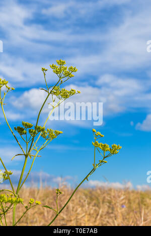 Agrarbereich mit Raps und Kornblumen und einem klaren, blauen Himmel mit Wolken Stockfoto