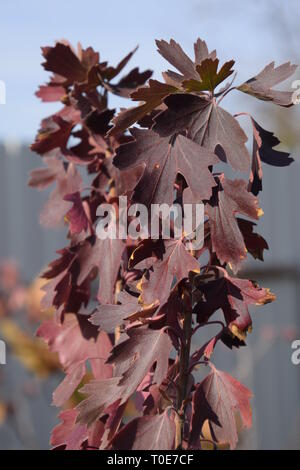 Gerötete Blätter von golden Johannisbeere. Herbst Blatt Farbe. Korinthen im Garten im Herbst Stockfoto