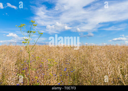 Agrarbereich mit Raps und Kornblumen und einem klaren, blauen Himmel mit Wolken Stockfoto