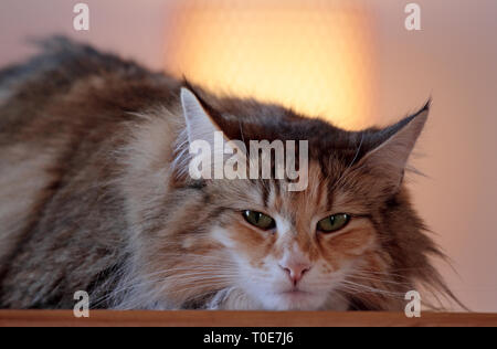 Norwegische Waldkatze weibliche drinnen ruht auf einem Tisch Stockfoto