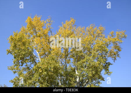 Silber Pappel im Herbst Farbe gegen den blauen Himmel. Yellow Poplar Blätter Stockfoto