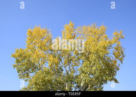 Silber Pappel im Herbst Farbe gegen den blauen Himmel. Yellow Poplar Blätter Stockfoto