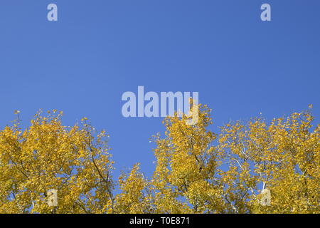 Silber Pappel im Herbst Farbe gegen den blauen Himmel. Yellow Poplar Blätter Stockfoto