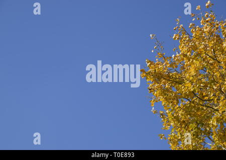 Silber Pappel im Herbst Farbe gegen den blauen Himmel. Yellow Poplar Blätter Stockfoto