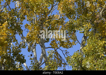 Silber Pappel im Herbst Farbe gegen den blauen Himmel. Yellow Poplar Blätter Stockfoto