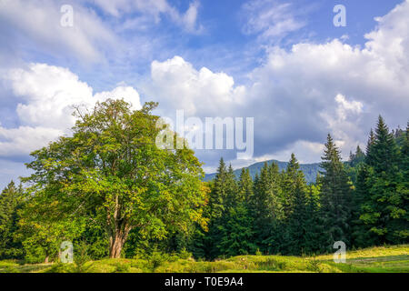 Sommer Lichtung im Wald vor dem Hintergrund der Berge. Alter Baum. Sonniges Wetter und Wolken Stockfoto