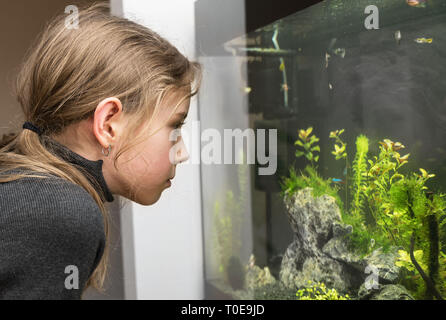 Kleines Mädchen schaut sich die Fische im Aquarium. Stockfoto