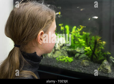 Kleines Mädchen schaut sich die Fische im Aquarium. Stockfoto