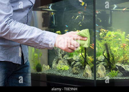 Männliche hand Reinigung Aquarium mit Mikrofasertuch. Stockfoto