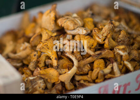 Close-up gelb golden Pfifferlinge (Cantharellus Cibarius), auch genannt frische Pfifferlinge Stockfoto