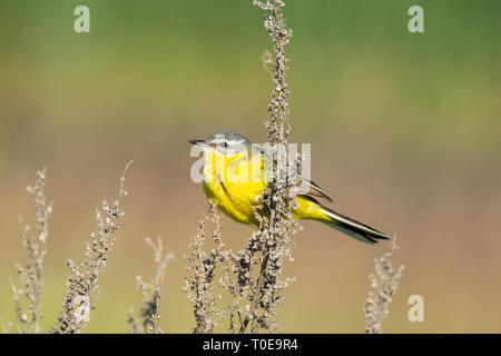 Motacilla flava steht auf dem Boden neben dem Gras Stockfoto