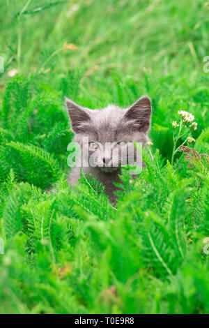 Kleine graue Katze liegt auf dem Gras Stockfoto