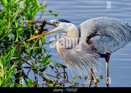 Great Blue Heron mit ersten Fang des Tages. Stockfoto