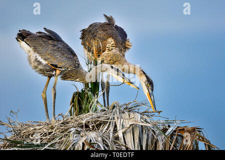 Great Blue Heron Knaben tun nest Verbesserung Zuordnung zusammen. Stockfoto