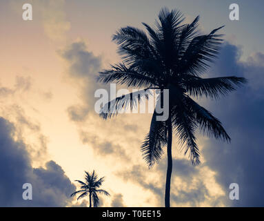 Bahamas Palme, Dunmore Town, Harbour Island, Bahamas. Stockfoto