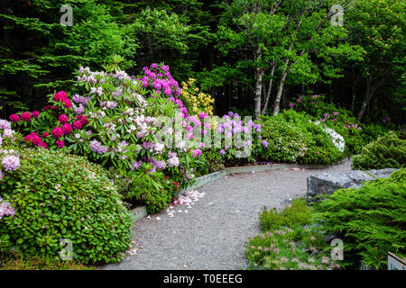 Schönen strauch Bett mit Azaleen und Rhododendren. Stockfoto