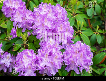 Purple Rhododendron im Frühling Garten. Stockfoto