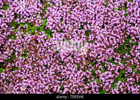 Blühende Thymian im Kräutergarten. Botanischer Name Thymus serpillum Stockfoto