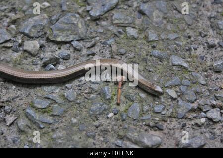 Slow Worm (Anguis fragilis), Beckumer Berge, Deutschland Stockfoto