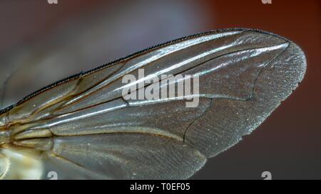 Makro Foto fliegen Flügel Stockfoto