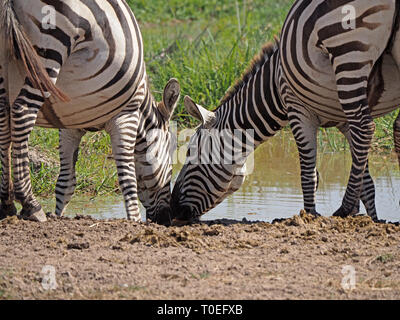 Zwei weibliche Ebenen oder Burchell's Zebra (Equus quagga) zusammen trinken, Nase an Nase am Wasserloch auf den Ebenen des Amboseli NP Kenia, Afrika Stockfoto