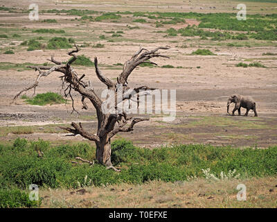 Einsamer alter Bulle Afrikanischer Elefant (Loxodonta africana) Spaziergänge über die Savanne mit bewegenden toten Baum im Vordergrund im Amboseli NP Kenia, Ostafrika Stockfoto
