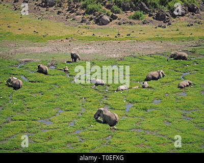 Große Familie der Afrikanischen Elefanten (Loxodonta africana) Futtermittel und in das grüne Laub der Sümpfe von Amboseli NP in Kenia, Ostafrika Stockfoto