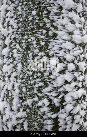 Reif auf Baumstamm Buche (Fagus sylvatica), West Woods, Compton Abbas, Dorset, England, Großbritannien Stockfoto