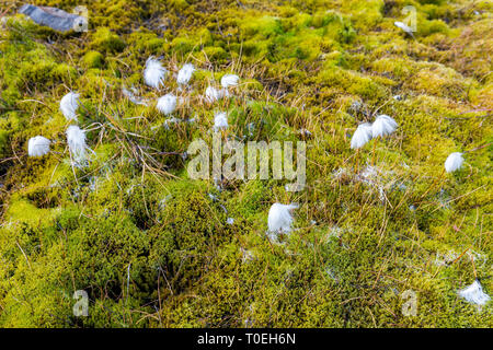 Grüne Moose, Gräser, Flechten, bedeckte Felsen, das ist die einzige Vegetation auf Svalbard, Arktis, Norwegen erstaunlichen natürlichen Hintergrund Stockfoto