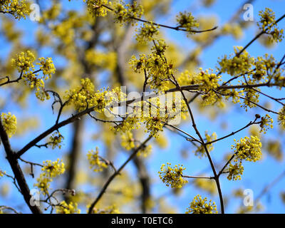 Blühende Blumen von carneol Kirsche, Cornus Mas Stockfoto