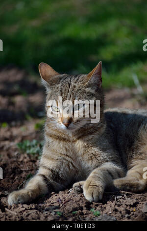 Katze liegend im Garten an einem sonnigen Frühlingstag Stockfoto