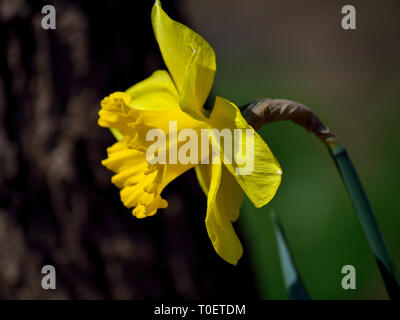 Eine Narzissenblume, Narzissus pseudonarcissus Stockfoto