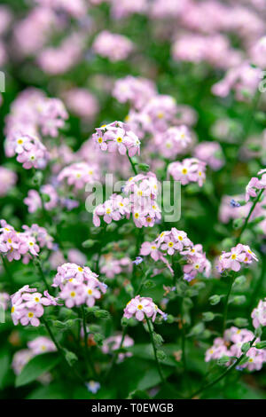 Vergissmeinnicht Myosotis, blühende Blumen oder ist der Frühling, Pflanze, floral background Stockfoto