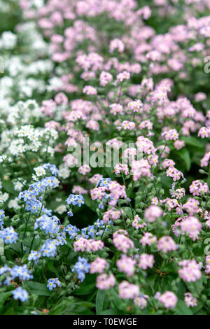 Vergissmeinnicht Myosotis, blühende Blumen oder ist der Frühling, Pflanze, floral background Stockfoto