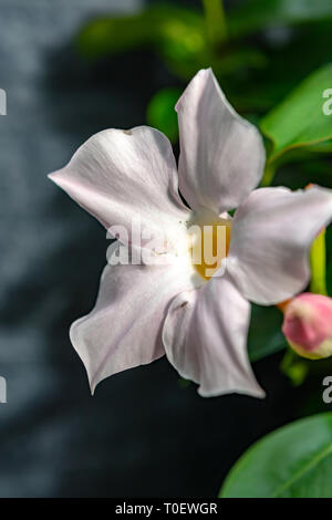 Mandevilla sundaville blühenden Reben, gemeinsame bekannt als rocktrumpet tropische Blume Nahaufnahme Stockfoto