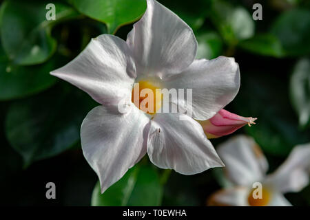 Mandevilla sundaville blühenden Reben, gemeinsame bekannt als rocktrumpet tropische Blume Nahaufnahme Stockfoto