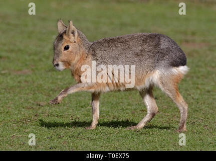 Mara (Dolichotis Patagonum) Stockfoto