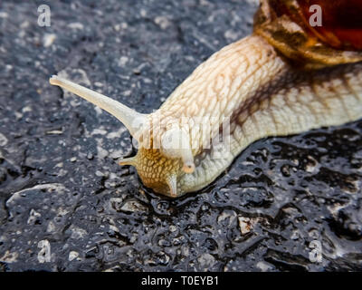 Nahaufnahme Makroaufnahme der gemeinsamen Garten Schnecke auf Asphalt Asphalt Oberfläche - Makro-ansicht am Kopf der Braun garten Schnecke auf nassen Hintergrund Stockfoto