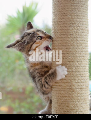 Eine junge Crazy cat Kitten, Europäisch Kurzhaar, Spielen mit einem kratzbaum öffnete ihren Mund und versucht zu beißen und Üben von Manövern kämpfen Stockfoto