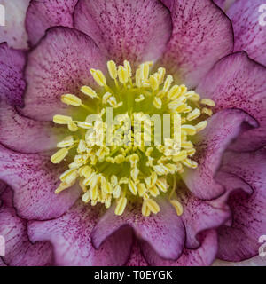 Eine Makroaufnahme eines Nieswurz Doppel ellen Lila Blume. Stockfoto