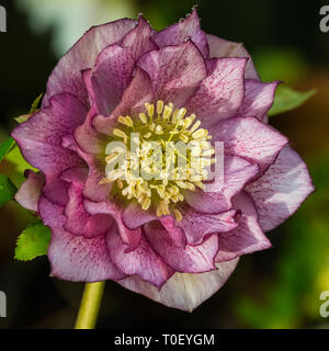 Eine Makroaufnahme eines Nieswurz Doppel ellen Lila Blume. Stockfoto