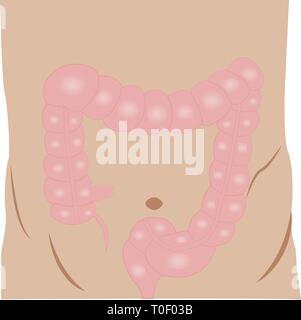 Große Darm Anatomie bunte Zeichnung auf einem weißen Hintergrund Stock Vektor