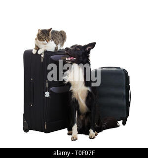 Reinrassige Katze und Border Collie Dog stand in der Nähe von Gepäck über weißen Hintergrund mit Kopie Raum isoliert aufgeregt. Haustiere Freunde gehen in Urlaub, Planung Stockfoto