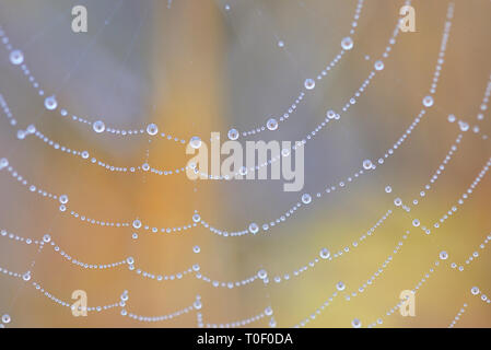 Spiderweb closeup und Tautropfen im Wald Stockfoto