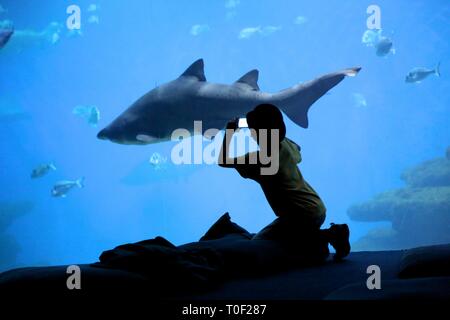 Junge fotografieren ein Hai in einem Aquarium in einem Aquarium. Stockfoto