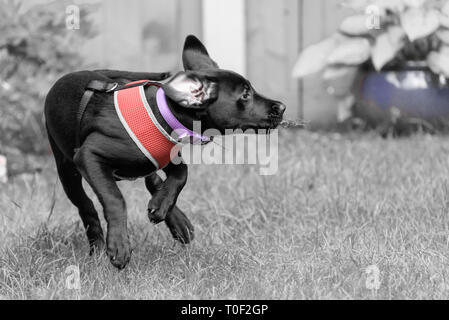 Ein schwarzer Labrador Welpen laufen und beim Spielen im Garten Stockfoto