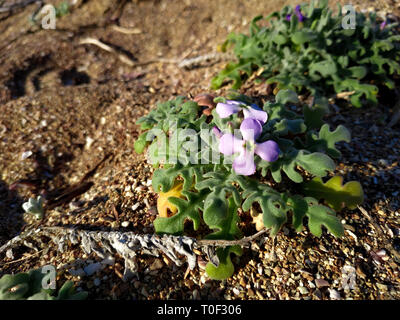 Baum - Lager gehörnten Anlage sandiger Boden mit Felsen in der Nähe von Akko Haifa, Israel. Akko Meer Mittelmeer. Matthiola marine Viola blühende Blume Nahaufnahme Stockfoto