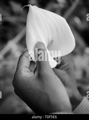 Mann hält eine calla Lilie in der Hand. Stockfoto