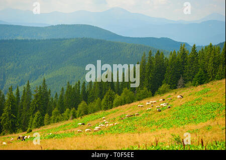 Schafherde weiden auf der grünen Wiese Hang, Karpaten Landschaft im Hintergrund, Ukraine Stockfoto